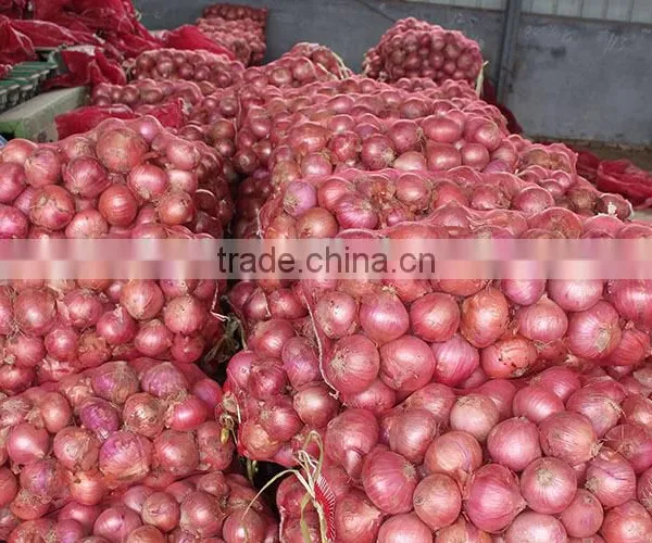 Sweet Onion Price 1 kg From Chinese Onion Exporter photo-2