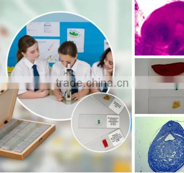 Chick Embryo Slides Prepared Microscope Slides