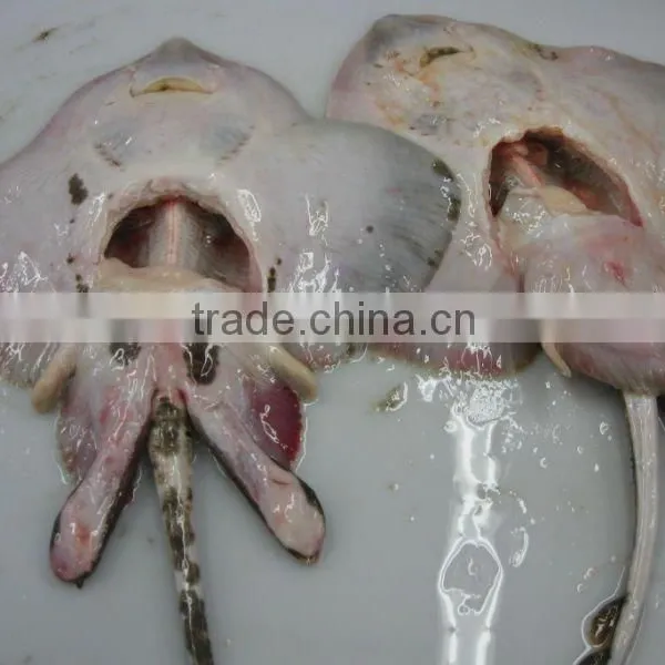 Lumpfish Cyclopterus Lumpus