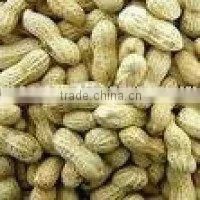 peanut kernel