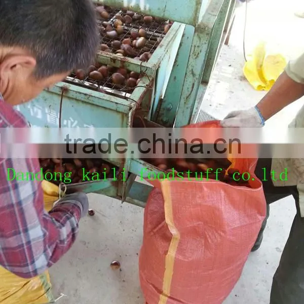 High Quality Dandong Chestnut