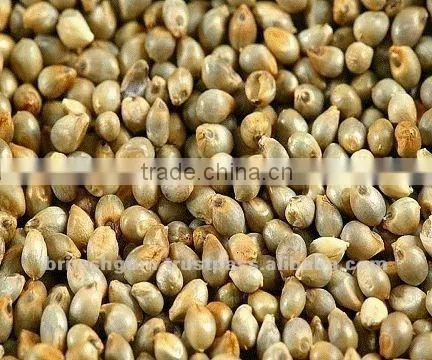 Indian Green Millet Bajra, Gujarat Quality photo-3