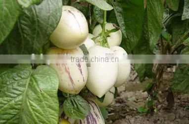 Hybrid F1 Pepino Seed Pepino Cucumber Seeds For Cultivation photo-3