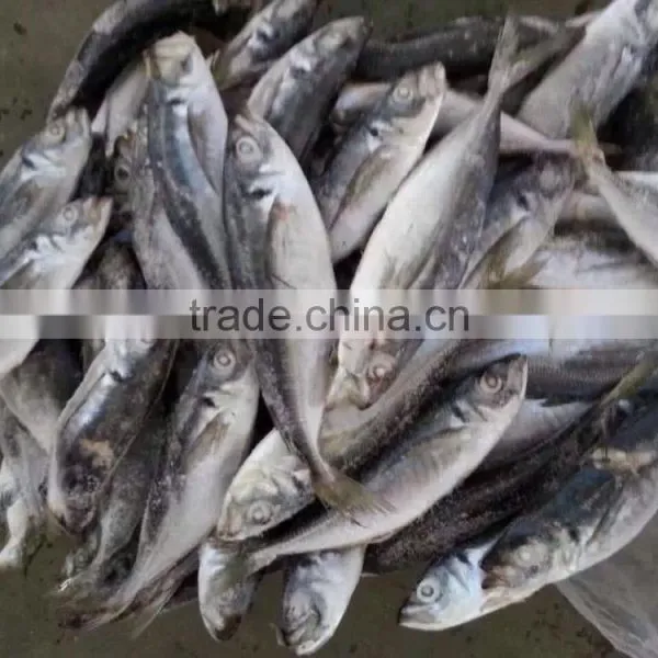 SEA FROZEN HORSE MACKEREL photo-2
