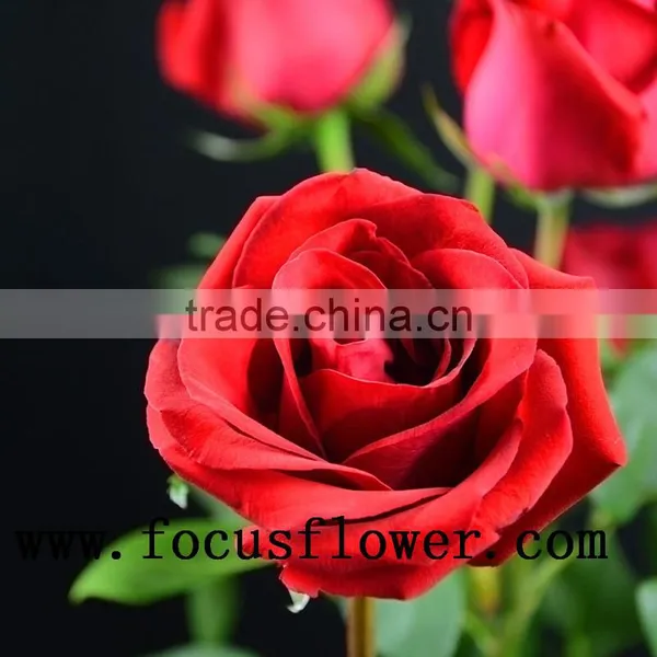 100% Percent Fresh Cut Jasmine Flower Price Rose Wholesale Carola With 0.6-0.8kg From Kunming photo-2