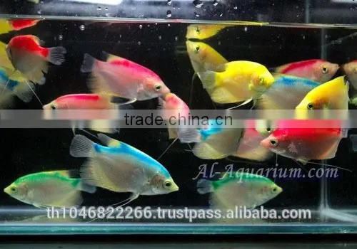 Giant Gourami Mix Color / Aquarium Fish Exporter photo-3