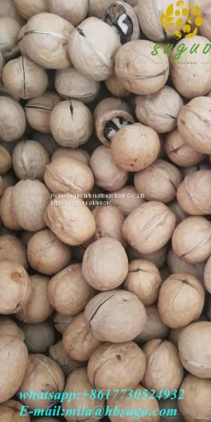 2020 Wholesaler Best Price 33 Walnuts Inshell for Sale photo-2