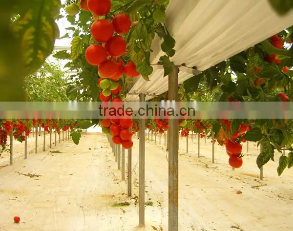 PVC Soilless Growing Troughing System photo-6