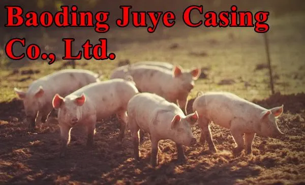 Natural Hog Casings China Supplier Factory Manufacturer Tubed