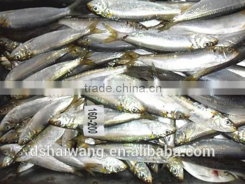 Frozen Sardines for Canning With Size 160-200 Pcs / 10kg photo-3