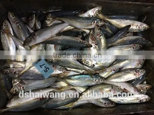 Frozen Horse Mackerel Fish Whole Round With Size 50 - 70 g