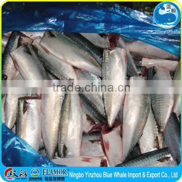 Frozen Pacific Mackerel HGT photo-2