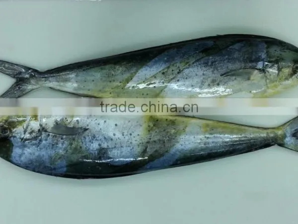 Mahi Mah/ Dorade Fillet