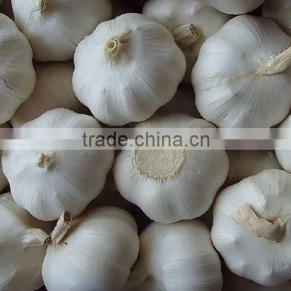 Fresh White Garlic