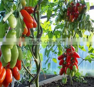 High Quality Spiral Plant Stake photo-5