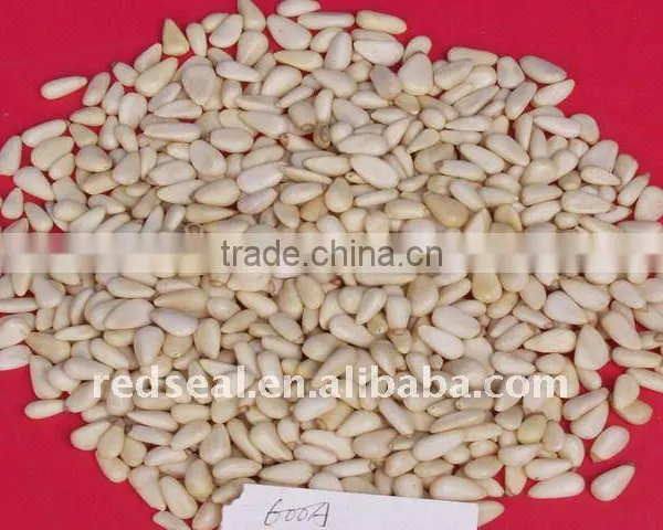 Pine Nut Kernel