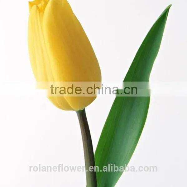 Best Selling Beautiful Fresh Cut Yellow Tulip Bulbs Flower for Exporting photo-3