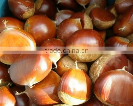 Raw Fresh Good Chestnuts Packed and Exported to Turkey photo-4
