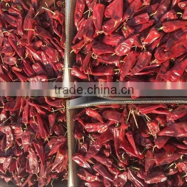 Chilli photo-3