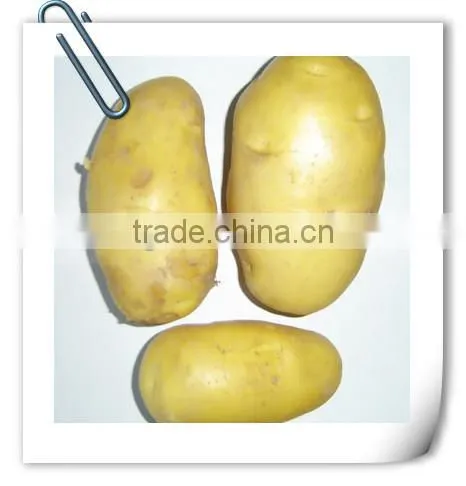 Potato Prices From Chinese Fresh Potato Export to Mideast and Southeast Aisia photo-3