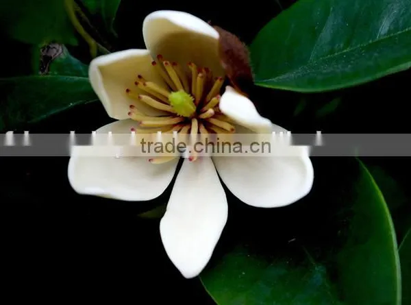 Michelia Figo Seedling photo-5