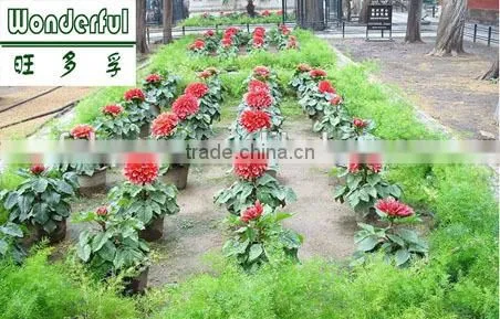 100% Soluble in Water Organic Seaweed Fertilizer, Black Fertilizer photo-5