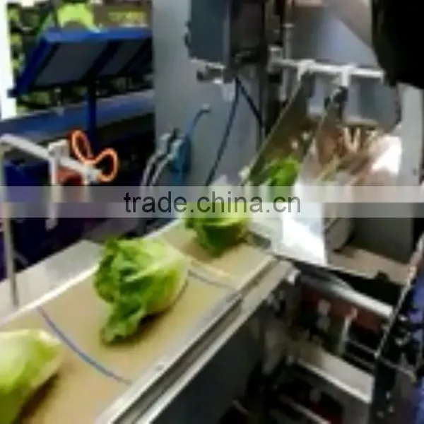 Aubergines Vegetable Packing Machine photo-2