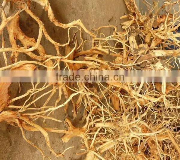 Reclaim Tree Roots photo-2