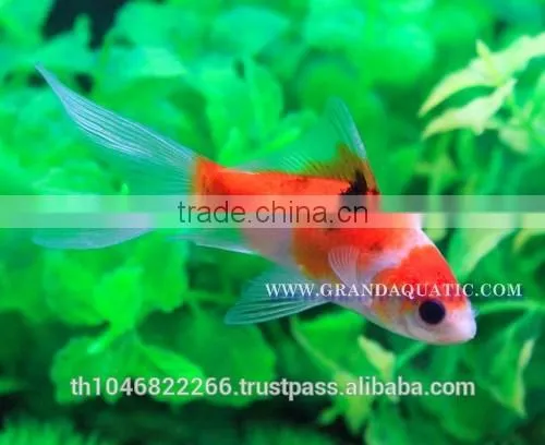 Comet Fish Farm For Sale and Export photo-6
