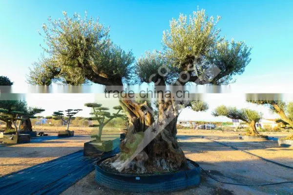 Fargas Collection - Millenary Olive Trees photo-4