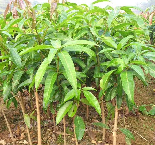 USA Fruit Trees With Grafting Mango Fruit Trees Iwan Varieties Mango Trees
