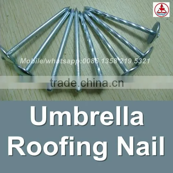 China 1 Lb. Electro Galvanized Roof Nail photo-3