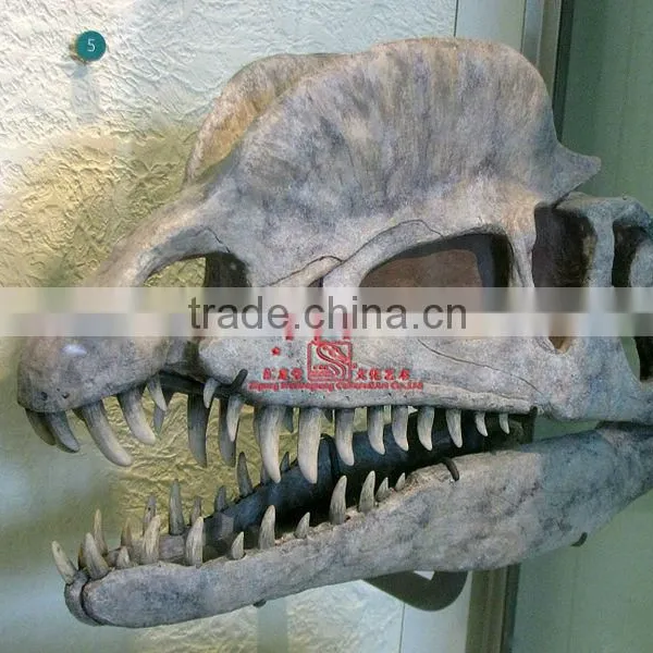 Museum Fiberglass Dinosaur Skull Dinosaur Fossil Replicas