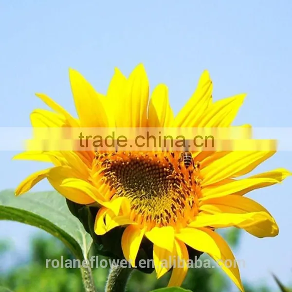 Holiday Party Yellow Sunflower Flower From Yunan photo-5