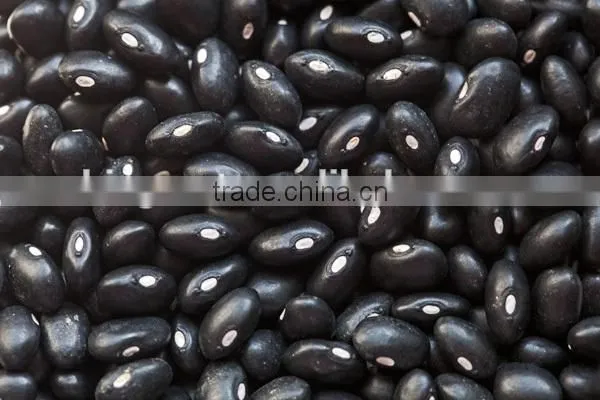 Supply Black Beans With Best Price and Good Quality for Sale photo-6