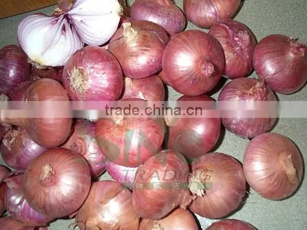 Fresh Red Onion 10kg Mesh Bag for Sales photo-4