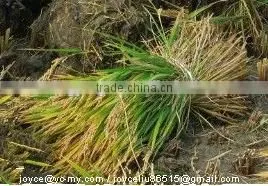 Mini Rice & Wheat Reaper Binder/wheat Reaper Binder Machine/mini Rice and Wheat Cutting Machine photo-3
