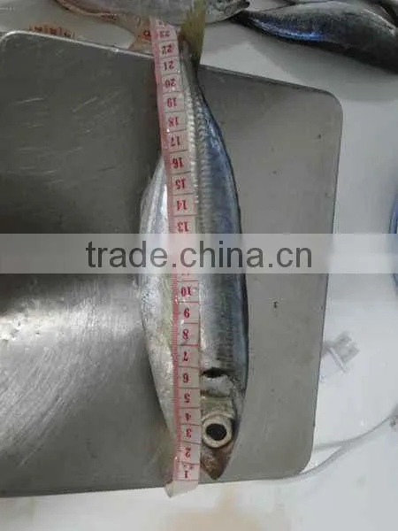 Frozen Horse Mackerel Trachurus Trachurus 20cm+ photo-3