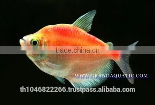 White Skirt Tetras Fish Farm For Sale and Export photo-4