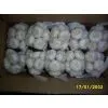China (Mainland) Garlic In Mesh Bag