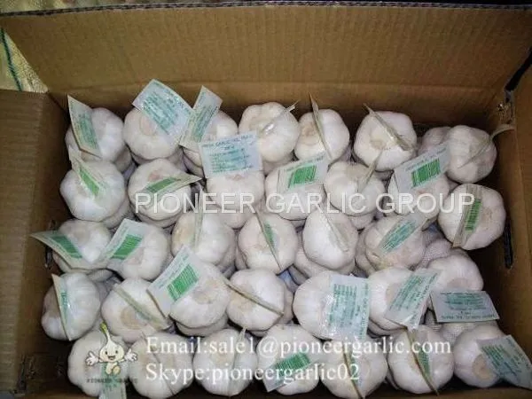 New Crop Fresh Chinese Pure White Garlic (5.0cm, 5.5cm, 6.0cm)Box Packing photo-5