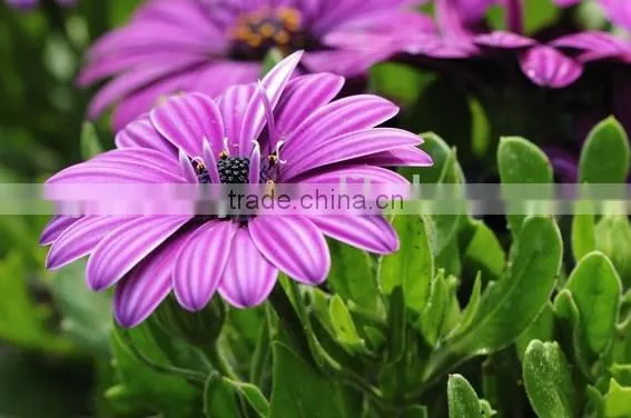 Ecklonis, Osteospermum, Flower Seeds , Herb Seed,vegetalbe Seed,fruit Seed,grass Seed photo-2