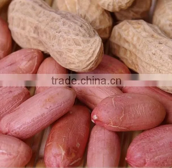 Wholesale Roasted Red Skin Peanut photo-2