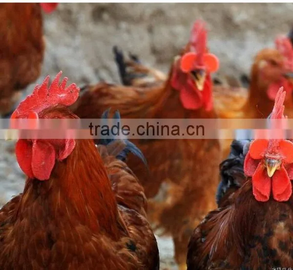 Wholesale Chicken Protecting Glass Eye Cover Plastic Chicken Glasses photo-5