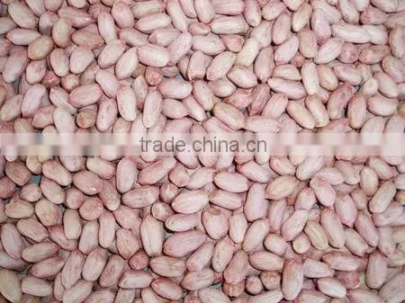 Raw Peanut Kernel for Sale photo-3