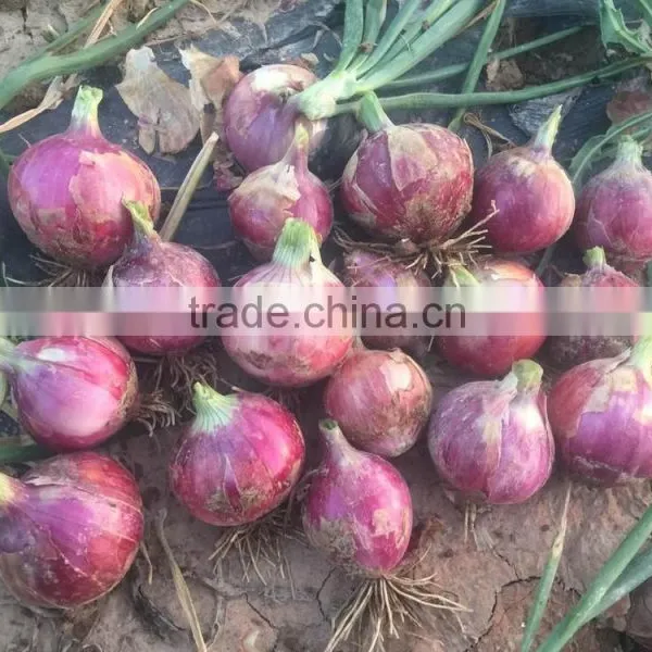 China Origin Onion Ton Market Price for Red Onion photo-2