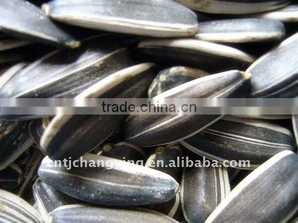 New Crop Sunflower Seeds 5009