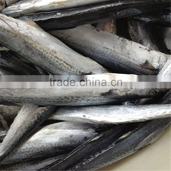 Indo-Pacific King Mackerel