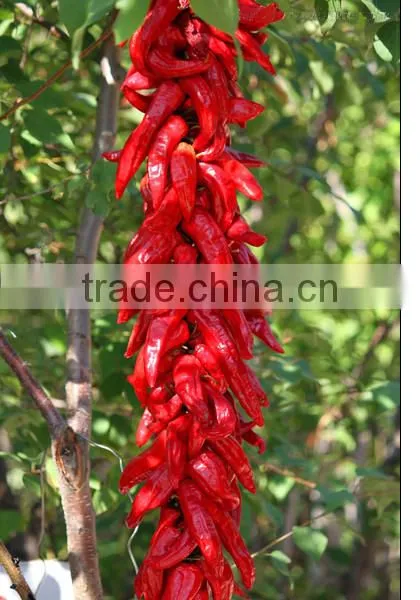 China Best Quality Chaotian Chili/red Chillies photo-2
