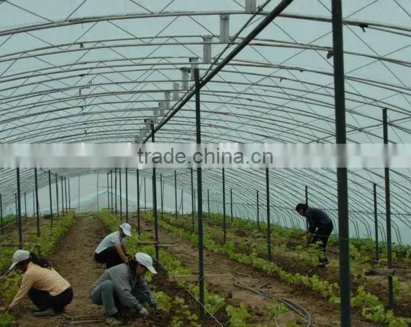 UV Protect Anti Fog Transparent Coextruded PE Cover Film PE Mulch Film for Grape Greenhouse photo-3